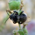 Bombus barbutellus